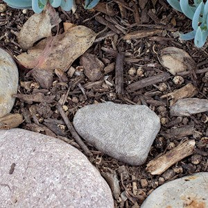 Lucky Line | Rock Key Hider 12/Jar Key Hider Lucky Line